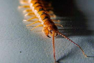 Centipede Exoskeleton Crustacean Creepy Crawly Tentacles Pincers