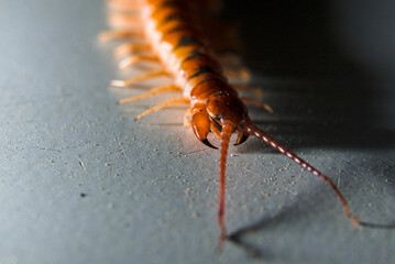 Creepy Centipede Sharp Pincers and Tentacles