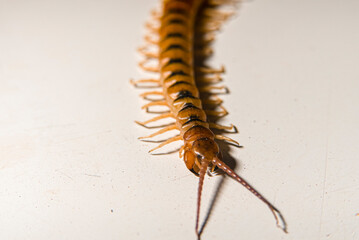 Creepy Crawly Yellow Brown Centipede Antenna Pincers