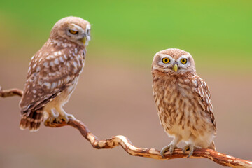 Little owl. Colorful nature background. Athene noctua.  