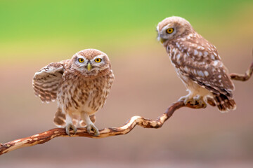 Little owl. Colorful nature background. Athene noctua.  