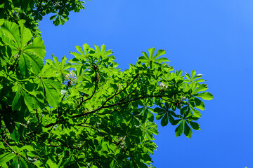 Small fresh green leaves and white flowers and buds on branches of a Chestnut tree, in a garden in a sunny spring day, beautiful outdoor monochrome background photographed with selective focus.
