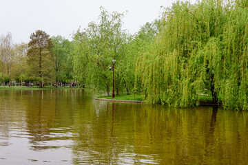 Fototapeta na wymiar Landscape with water and green weeping willow trees on the shoreline of Titan Lake in Alexandru Ioan Cuza (IOR) Park in Bucharest, Romania, in a cloudy spring day with white sky.