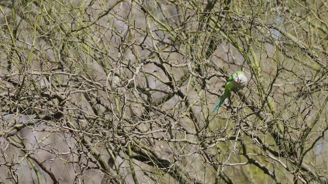 Monk Parakeet or Quaker Parrot perched in leafless tree and flying away,medium shot