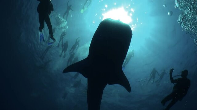whale shark against backdrop of water surface with sun, many snorkelers and few divers, air bubbles rising