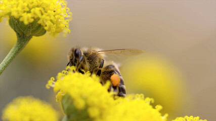 Bee, Bee on a Flower, Bee Nectar
