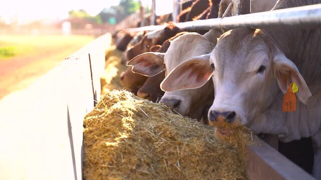 Cattle Chewing Hay in Feedlot, Slowmotion