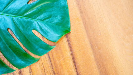 Monstera Plant Leaf on Natural Wood Table