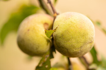 Organic mountain fruit harvested in the Sierra de Surutato, Sinaloa.