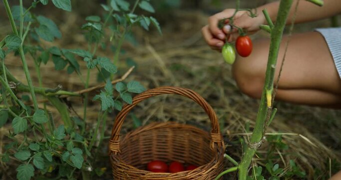 Little kid girl picking, collect harvest of organic red tomatoes in basket at home gardening