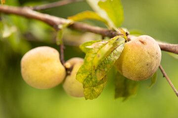 Organic mountain fruit harvested in the Sierra de Surutato, Sinaloa.