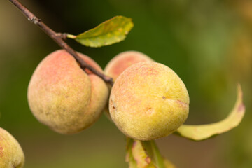 Organic mountain fruit harvested in the Sierra de Surutato, Sinaloa.