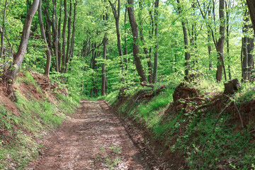 Way through the forest . Country road in the green woodland