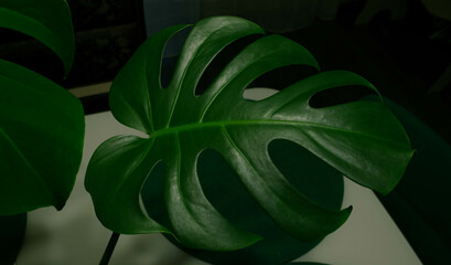 Green monstera leaf on a dark table background