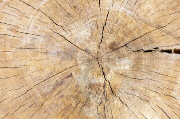 The surface of an old wood for natural background
