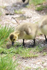 baby goose