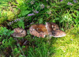 colorful photo with mushroom close-up, traditional forest vegetation, heather, moss, ferns, grass, forest in autumn, mushroom collection for eating