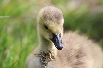 gosling