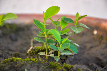 Macro Photography of a Small fresh Green growing Plant In a Pot. 