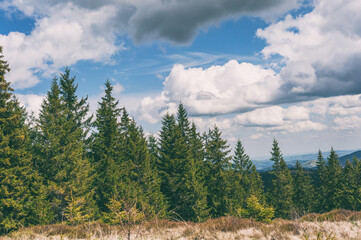 Landscape with clouds and sky. Summer bright blue sky with clouds outdoor background. Pine forest and clouds in the mountains on a bright sunny summer day.