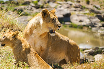 Parents and children of wild lions on the waterfront of the African savanna (Masai Mara National Reserve, Kenya)