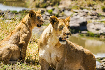 Naklejka na ściany i meble Magnificent landscape of African savanna with wild lion parents and children (Masai Mara National Reserve, Kenya)