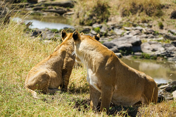 Back view of a wild lion parent and child at the waterside of the African savanna (Masai Mara National Reserve, Kenya)