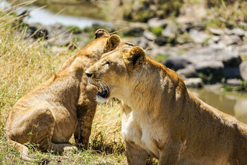 Profile of a wild mother lion in the African savanna (Masai Mara National Reserve, Kenya)