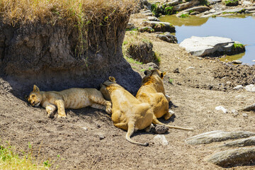 Parents and children of wild lions taking a nap by the shaded waters (Masai Mara National Reserve,...