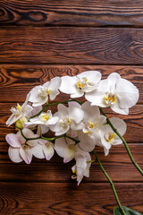 A branch of white orchids on a brown wooden background