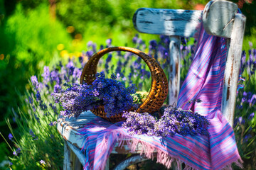 Basket with lavender bouquet on vintage chair, on lavender field background