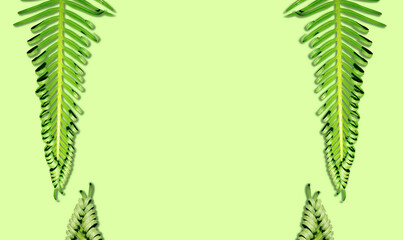 creative setting cycas leaves with young green background ,exotic concept and minimalist style 