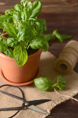 Fresh basil in pot, scissors and rope on wooden background