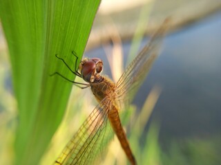 dragonfly on a the leaves