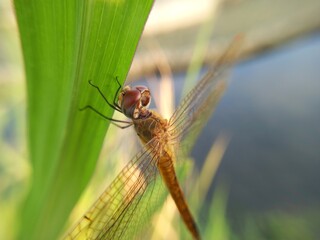 dragonfly on a the leaves