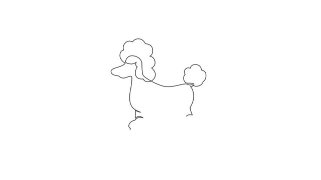 Animation of one single line drawing of simple cute poodle puppy dog icon. Pet shop logo emblem vector concept. Continuous line self draw animated illustration. Full length motion.
