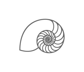 Nautilus shell. Isolated nautilus on white background