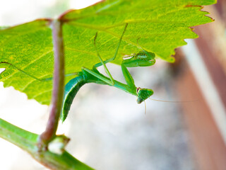Predatory insect green mantis on a grape leaf on a summer day.