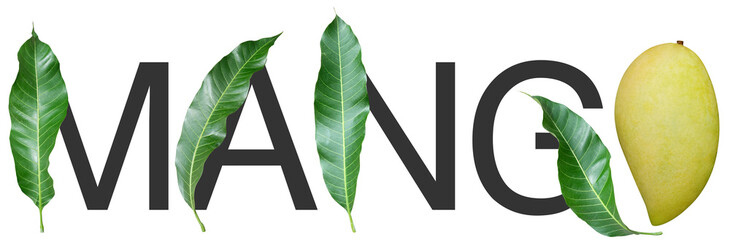 Mango and leaf for design poster, logo, packaging, bag, brochure, card and t-shirt.