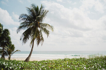 Palm trees on the beach.Amazing coconut trees on sun light and clouds background.