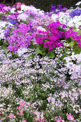 Obraz na płótnie Canvas Beautiful vibrant pink, white and purple Primrose flowers. Also known as Primula