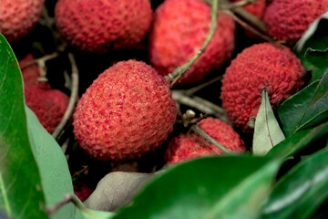 Closeup fresh Lychee fruit (Litchi chinensis Sonn), Thai fruit Linchee  background.