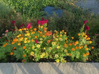 flowers in the garden