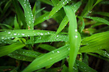 水滴のついた葉っぱ