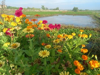 flowers in the garden