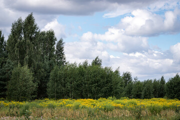 Field of yellow  flowers on a background of forest and blue cloudy sky with copy space. Color range with blue and yellow colors. Atmospheric background in a rustic style