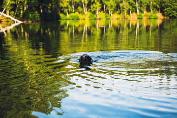 Fototapeta premium Catahoula leopard dog swiming in the pond deep in forest
