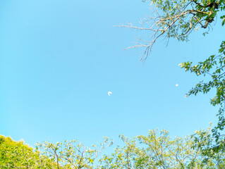 papillon,leaves and sky