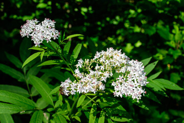 Many delicate small white flowers of Sambucus ebulus plant, known as danewort, dane weed,...