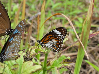 Black Veined Tiger Butterfly on green leaf of tree plant in forest, Patterned orange white and black color on on wing of Tropical insect